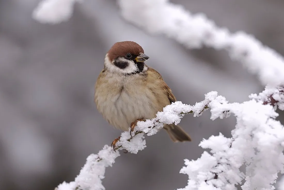 La ligue de protection des oiseaux organise ce week-end une opération de comptage des espèces